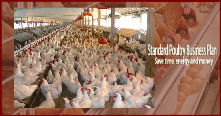 Standard Poultry Farming Business Plan With 3 Year Financial Analysis